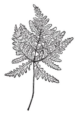 Ceropteris Triangularis şube gösteren bir resim. Bu dal yaprak 2-5 inç uzun ve geniş olduğunu. Yaprakları düzensiz ve garip şekilli, vintage çizgi çizme veya oyma illüstrasyon.