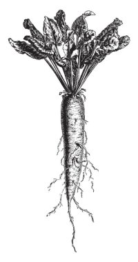 O bir sebze meyve olarak tanımlanmaktadır. Yeraltı yetişir. Yaprakların üst tarafında, vintage çizgi çizme veya oyma illüstrasyon büyüyor.