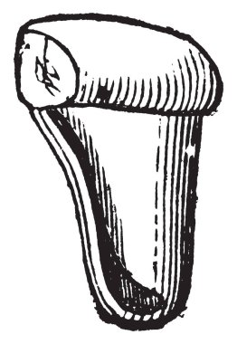 Görüntü at kuyruğu bir tohum gösterir. Sanki yaşayan tek cins Equisetaceae, Vaskular bitkilerin tarafından yeniden bir aile Sporlar yerine tohumlar, vintage çizgi çizme ya da oyma illüstrasyon.