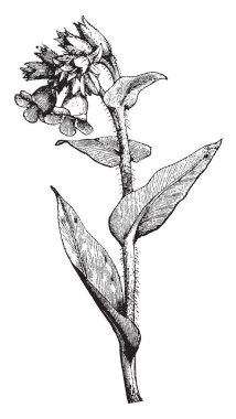 Bu bir otsu rhizomatous herdem yeşil bitki var. Genellikle ilkbaharda çiçek pembe çiçek. Bu şifalı bitki olarak kullanılır. Yapraklar sık tırtıllar, vintage çizgi çizme veya oyma illüstrasyon tarafından yenir.