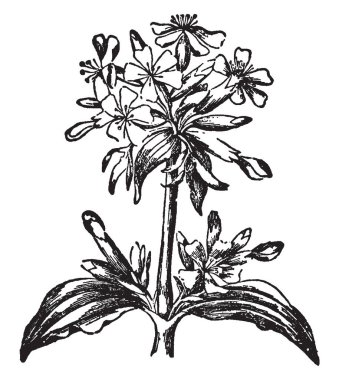 Bir resim Soapwort çiçekli bitki gösterir. Yaprakları uzun, dar ve temizlik için kullanılır. Pembe ailesine ait olan ve onun tatlı kokulu çiçekler radially simetrik ve pembe renkli, vintage çizgi çizme veya oyma illüstrasyon.