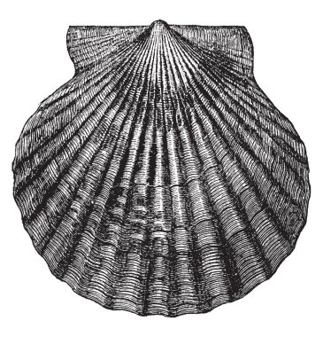 Atlantik Bay tarak Atlantic coast, vintage çizgi çizme veya oyma illüstrasyon ortak tarak olduğunu.