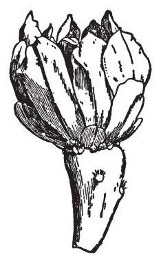 Kaktüs çiçek değişkendir ve çiçekler genellikle birçok stamens, vintage çizgi çizme veya oyma illüstrasyon.