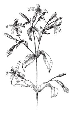 Silene virginica püsküllü bir çok yıllık kır çiçeği dar lance şeklinde yaprakları ile var. Bu tür genellikle eğik veya çorak alanlarda diğer bitki örtüsü, vintage çizgi çizme veya oyma illüstrasyon bir bolluk olmadan oluşur..