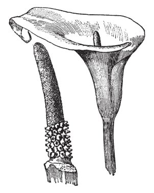 Bu bir çiçek Calla Lily ve Yılanyastığıgiller, vintage çizgi çizme veya oyma illüstrasyon ailesindeki ortak çiçekli bitki cinsidir.