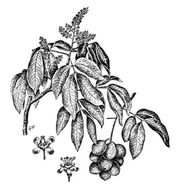 Dal, meyve ve çiçek İspanyolca limon ağacının gösteren bir resim. İspanyolca kireç ve genip ortak melicocca bijuga, vintage çizgi çizme veya oyma illüstrasyon isimleri.