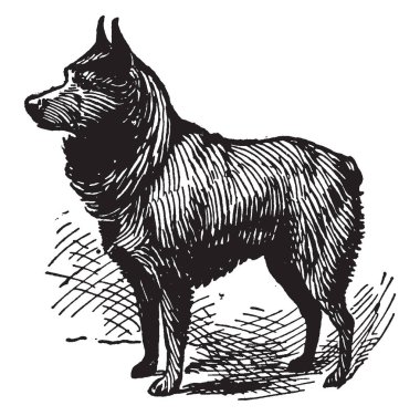Schipperke küçük Belçikalı 16. yüzyılın başlarında kökenli köpek, vintage çizgi çizme veya oyma illüstrasyon çeşidi.