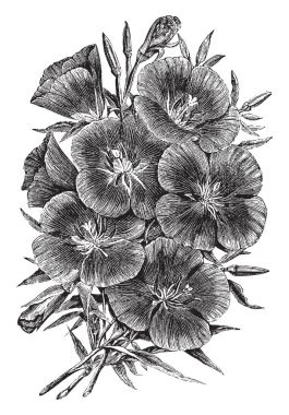 Oenothera fruticosa 'Lady Albemarle' (Evening primrose). Bu yaklaşık 1 m için büyüyecek bir bienal ya da çok yıllık familyasından; kırmızımsı, dik ürettiği, dallanma kök ve yaprakları, vintage çizgi çizme veya oyma illüstrasyon dar.