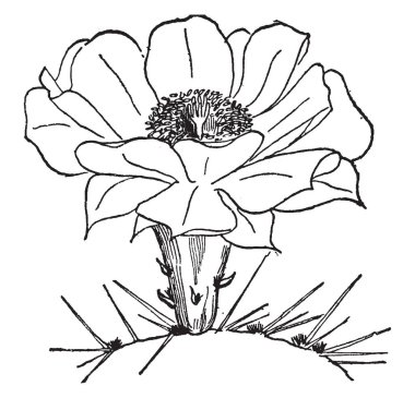 Tekerlek Opuntia Çiçek gösteren bir resim şeklinde ve yaygın yayıldı, vintage çizgi çizme veya oyma illüstrasyon.