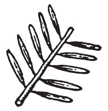 Bu resimde bir distichous yaprağı vardır. Bu distichous da iki sıralı yaprak düzenleme olarak adlandırılır. Bu resimde bir kök üzerindeki yaprak zıt tarafta iki dikey sütun, vintage çizgi çizim veya gravür illüstrasyon düzenlemek.