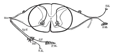 Bu resimde Spinal sinir kökleri, vintage çizgi çizme veya oyma illüstrasyon temsil eder..