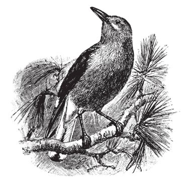 Amerikan Fındıkkıran onun tüyleri gri, çizim veya şekil oyma vintage çizgi ile bir kuştur.