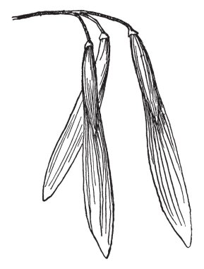 Kırmızı kül ağacın meyvesi. Samaras, bir numaralı seribaşı ve kanatlı, vintage çizgi çizme veya oyma illüstrasyon denilen dar meyve.