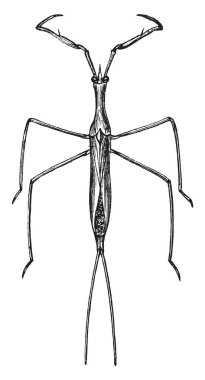 Su, vintage çizgi çizme veya oyma illüstrasyon surfce gerilim ayakta iğne hata.