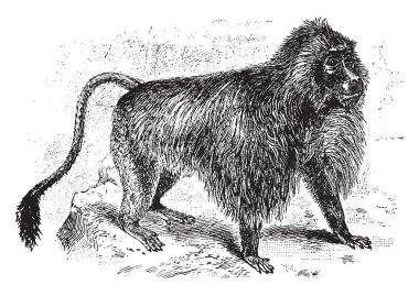 Gelada babun bir babun eski Dünya maymunları, vintage çizgi çizme veya oyma illüstrasyon Cercopithecidae aile göreli olduğunu.