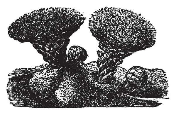 Esta Una Imagen Scybaliu Fungiforme Parece Hongo Tipo Tronco Hongo — Vector de stock