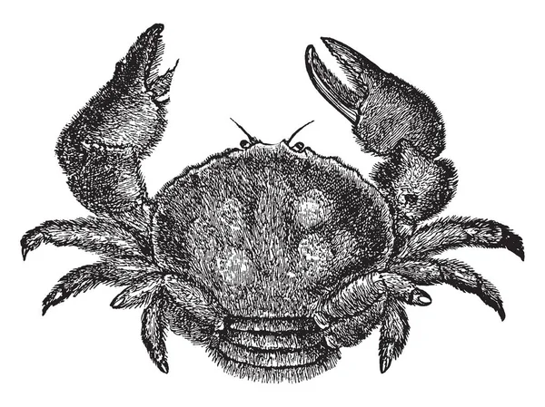 海绵蟹通常藏在海底的海绵里 复古线画或雕刻插图 — 图库矢量图片