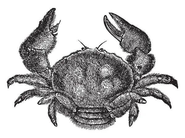 Crabe Éponge Cache Généralement Dans Les Éponges Sur Fond Océan — Image vectorielle