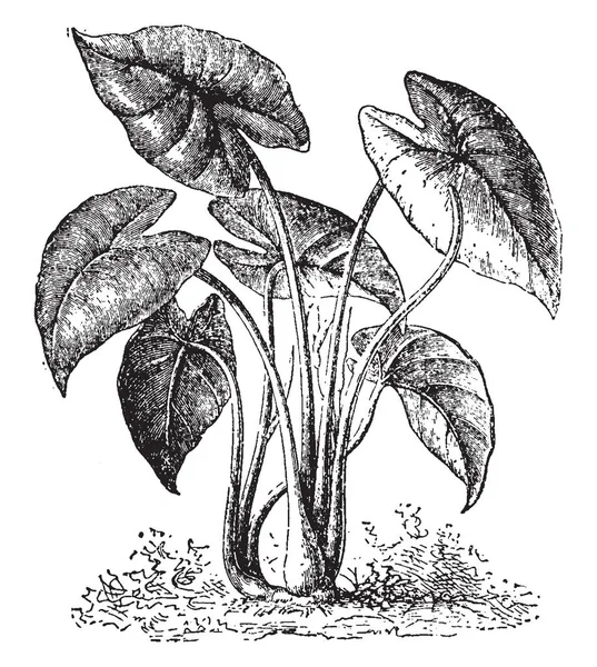 Colocasia Este Plantă Comestibilă Este Originară Din Polinezia Tropicală Asia — Vector de stoc