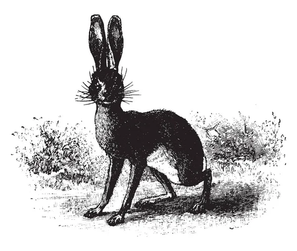 Jack Rabbit Met Zijn Oren Zat Vintage Lijntekening Gravure Illustratie — Stockvector