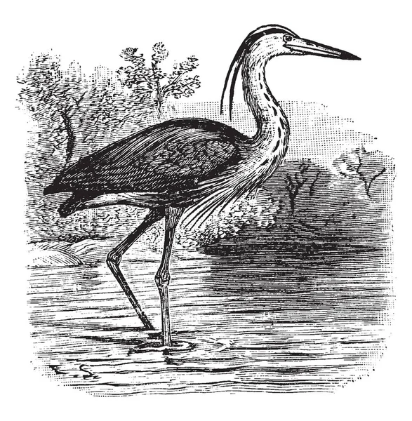Denna Illustration Representerar Great Blue Heron Vintage Linje Ritning Eller — Stock vektor