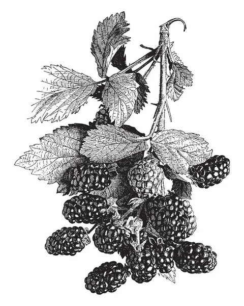 这是一个花园黑莓的形象 它的果实有光泽 复古线条画或雕刻插图 — 图库矢量图片