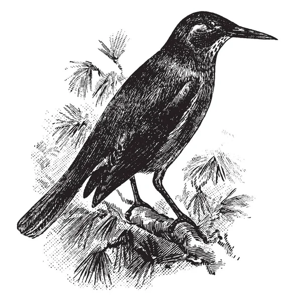 Pinyon Jay Uccello Della Famiglia Corvidae Uccelli Passeriformi Oscuri Disegno — Vettoriale Stock