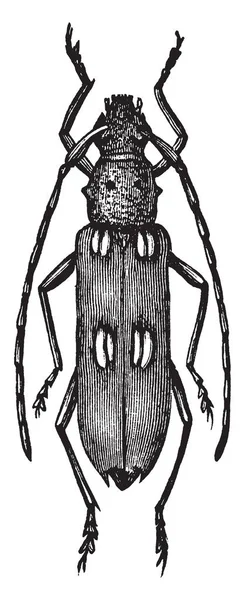 Слонова Кістка Позначені Жук Комаха Cerambycidae Сім Longhorn Жуків Vintage — стоковий вектор