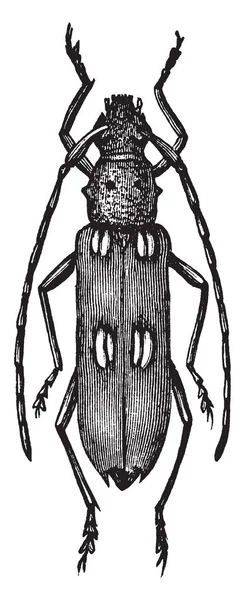 Ivory Označené Brouk Hmyz Čeledi Tesaříkovití Longhorn Brouků Vintage Kreslení — Stockový vektor