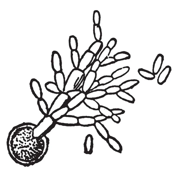 Immagine Raffigurante Spora Germinante Con Spore Secondarie Conifere Illustrazione Linee — Vettoriale Stock