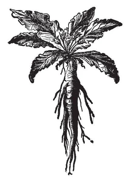 Wortel Van Een Plant Mandrake Type Soorten Van Het Plantengeslacht — Stockvector