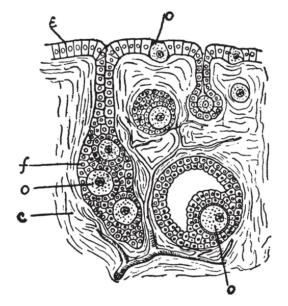 Ovario Parte Del Sistema Reproductor Femenino Dibujo Líneas Vintage Ilustración — Archivo Imágenes Vectoriales