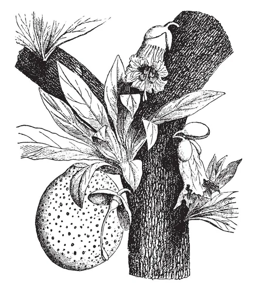 有水果和树叶种植在这个框架 在那一个果子是大和上部边缘是严密的 复古线图画或雕刻例证 — 图库矢量图片