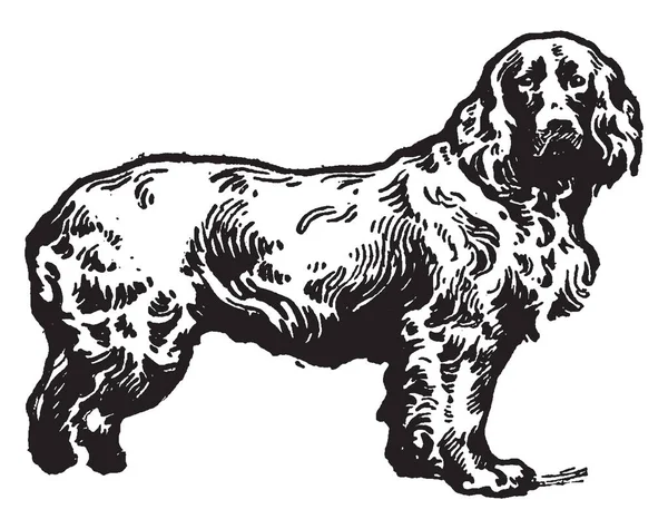 Field Spaniel Cão Raça Tamanho Médio Tipo Spaniel Desenho Linha — Vetor de Stock