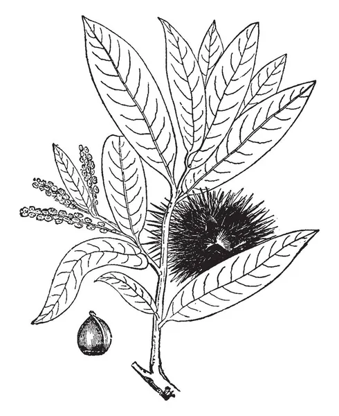 Una Ilustración Chrysolepis Chrysophylla Con Hojas Finas Flores Frutos Secos — Vector de stock
