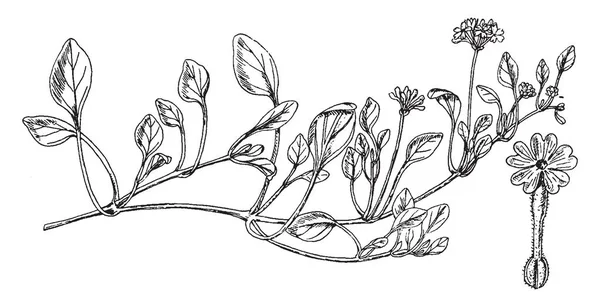 Φύτευση Φύλλα Γωνιακή Τέλος Επάνω Ίντσες Μακρύ Και Παχύ Φυτά — Διανυσματικό Αρχείο