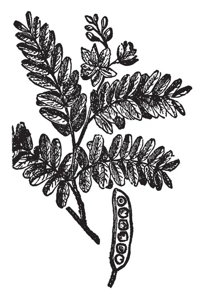 Demirhindi ağaç baklagiller ve baklagiller ailesinin bir parçası olduğunu. Doğal olarak vade sonunda açılmıyor ama kapalı, vintage çizgi çizme veya oyma illüstrasyon kalır anlamına gelir bir indehiscent baklagil, meyve denir.