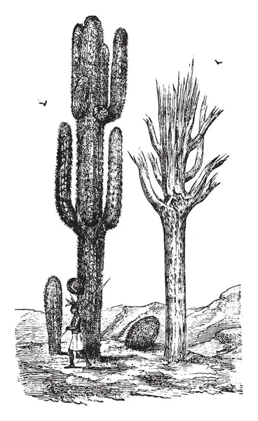 Cereus Gravierte Illustration Vie Dans Nature 1890 — Stockvektor