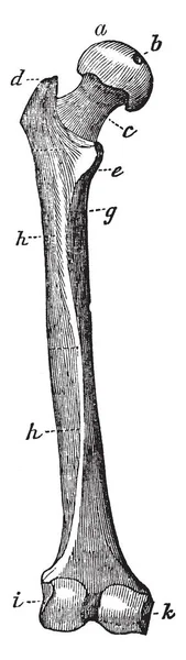 Ілюстрація Являє Собою Задній Вид Кістки Стегна Вінтажний Малюнок Лінії — стоковий вектор