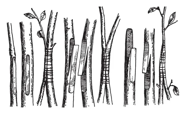 Цій Ілюстрації Представляє Вигинаючи Який Садівництва Операції Vintage Штриховий Малюнок — стоковий вектор