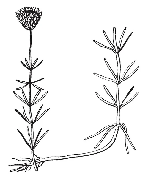 この写真は茎葉 ビンテージの線描画や彫刻イラストと Selerolepis を表す — ストックベクタ