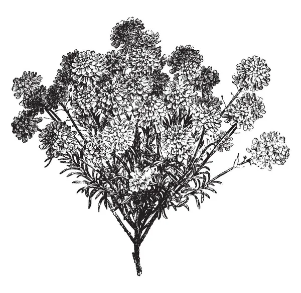 Iberis Sempervirens Sont Des Plantes Fleurs Blanches Pures Dessin Ligne — Image vectorielle