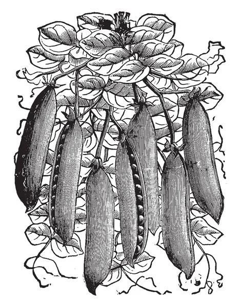 这是豌豆的一个属 覆盖着豆荚和豆荚有甜美的味道 复古线条画或雕刻插图 — 图库矢量图片
