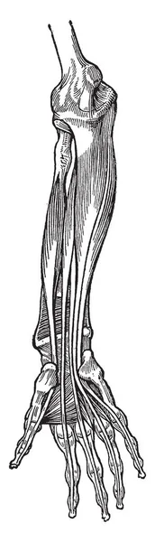 Denna Illustration Representerar Musklerna Underarmen Vintage Linje Ritning Eller Gravyr — Stock vektor