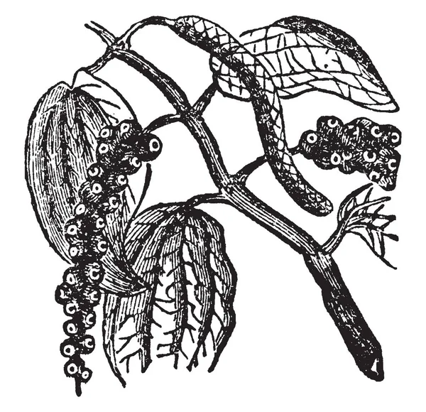 コショウの植物は種の多くが 最も有名なは空白コショウ この植物のネイティブは 東インド ビンテージの線描画や彫刻イラスト — ストックベクタ