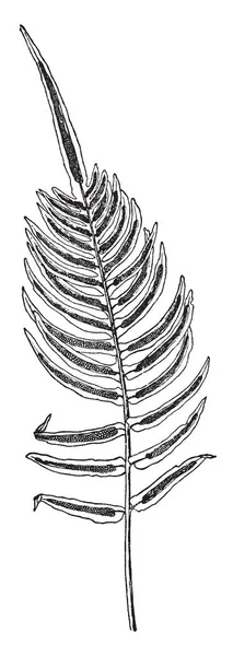 显示乌毛开赛的图片 叶子生长从直立和刚性茎 覆盖着褐色鳞片 叶子是介于九和十八英寸长 复古线条画或雕刻插图 — 图库矢量图片