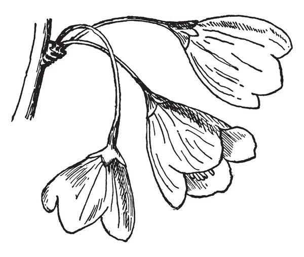 锡尔弗贝尔树 Mohrodendron Carolinum 复古线条画或雕刻插图的花朵图片 — 图库矢量图片