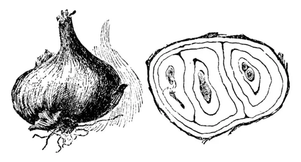 Esta Imagem Mostrando Cebola Multiplicador Duas Cebolas Brotaram Uma Única — Vetor de Stock