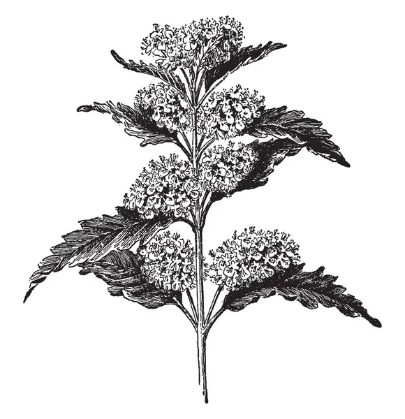 Caryopteris Incana Conoce Como Barba Azul Arbusto Caducifolio Dibujo Línea — Archivo Imágenes Vectoriales