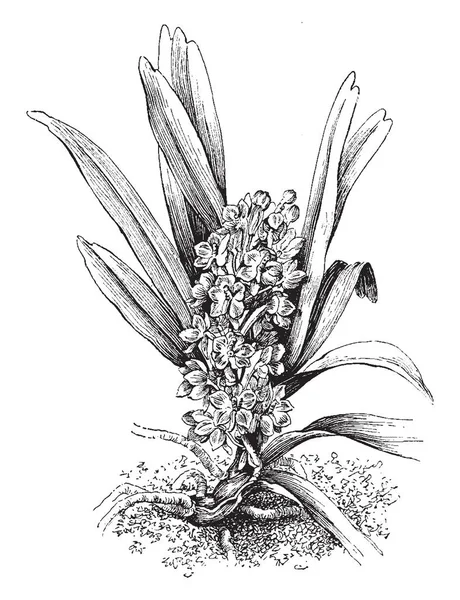 Ascocentrum Ampullaceum orta Çin, Assam Hindistan, Bangladeş, Himalayalar, Nepal, Bhutan, Sikkim, Andaman Adaları, Myanmar, Tayland, Laos ve Vietnam, vintage çizgi çizme veya oyma illüstrasyon bulundu orkide familyasından bir.